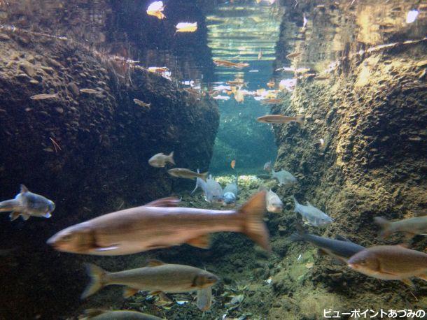 安曇野に住む魚たち