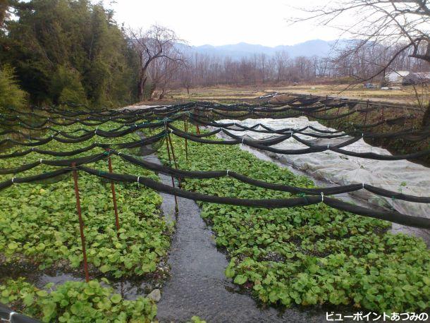 冬のわさび田