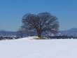 雪原に立つ榎の大木