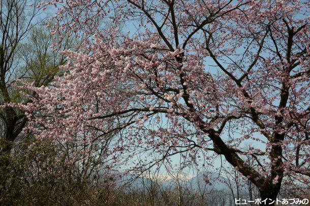 百楽桜は八分咲き