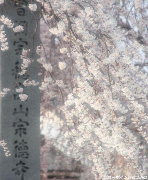 宗徳寺さんの桜