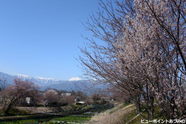 穂高川沿いの桜