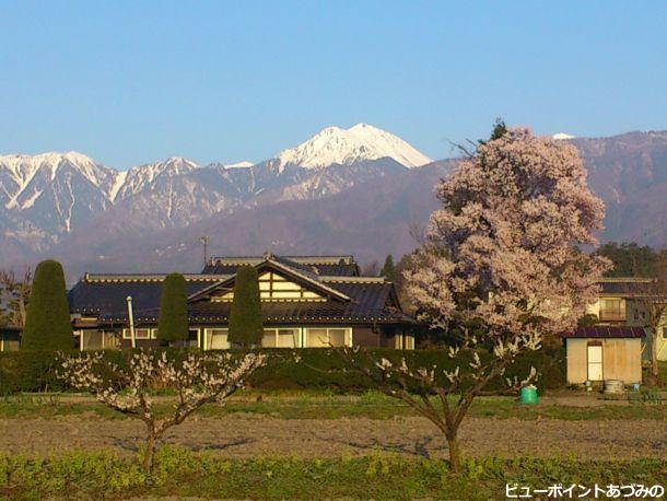 常念岳と桜