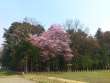 日吉神社の桜