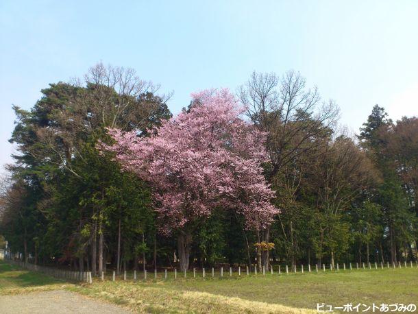 日吉神社の桜