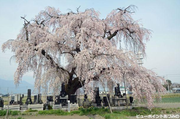 豊科本村の枝垂れ桜