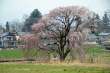 田多井の枝垂れ桜