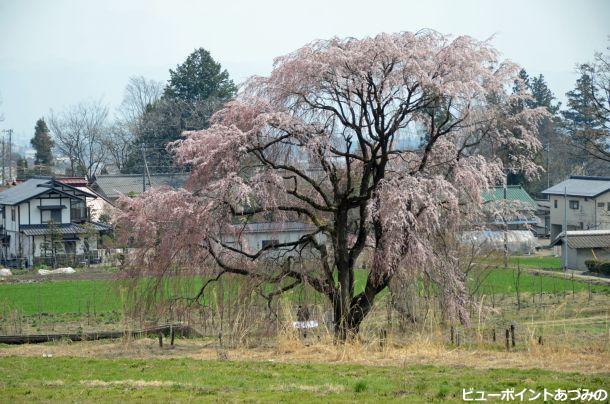 田多井の枝垂れ桜