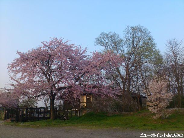 安曇野百楽桜