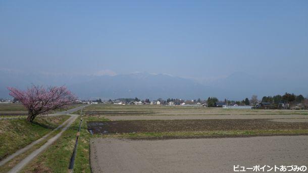 等々力の桜と田園風景