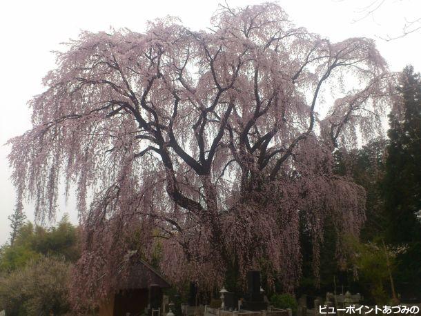 田多井観音堂の桜