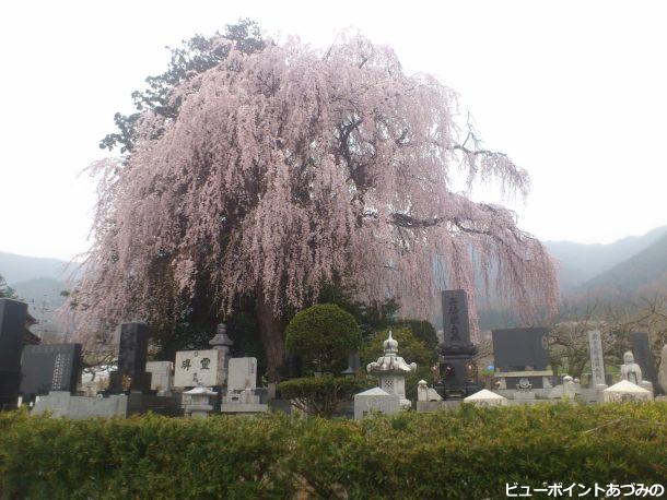 田多井北部の桜