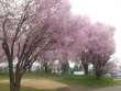 桜の競演