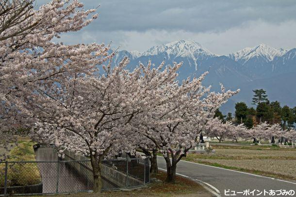 吉野地区・新田堰の桜