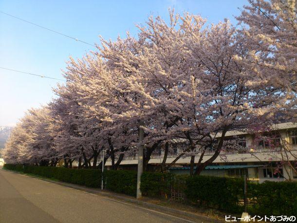 穂高西小の桜