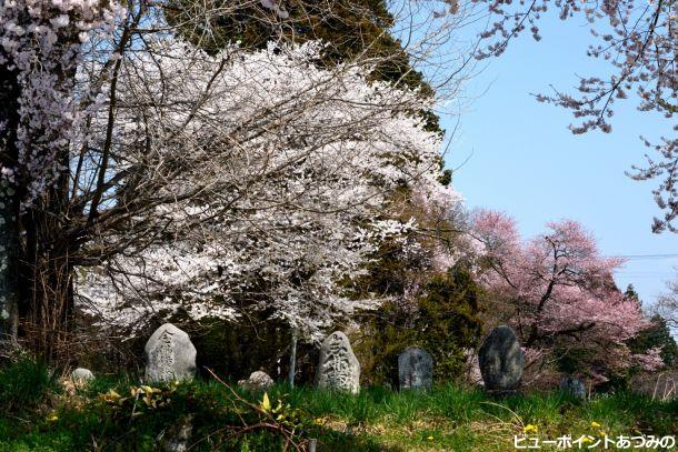 桜と石像群