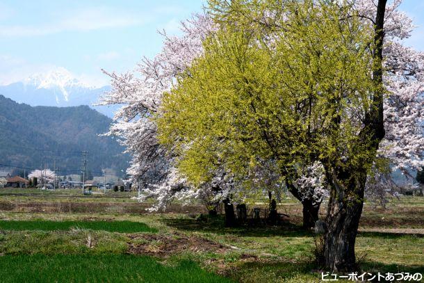 水神様の桜と柳