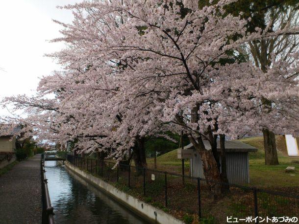 矢原堰の桜