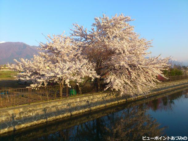 拾ヶ堰と桜