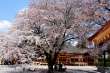 宗徳寺の桜