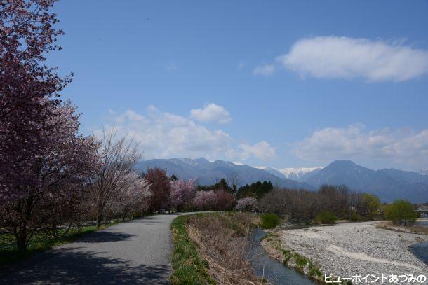 穂高川沿いの桜並木