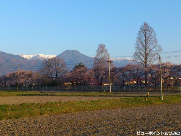 桜並木と信濃富士