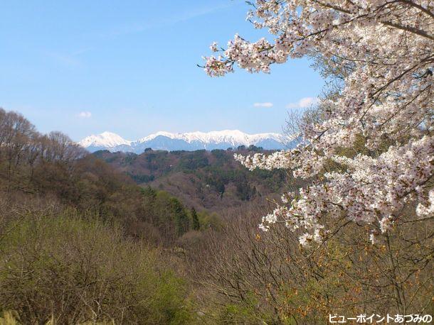 桜と北アルプス