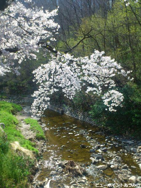 潮沢川の桜