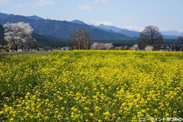 菜の花畑の彼方に