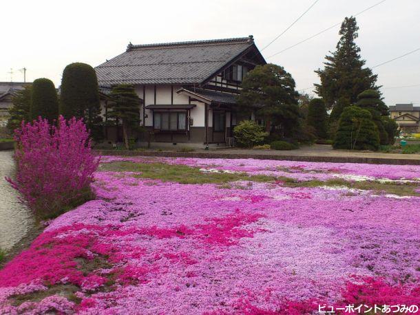 本棟造と芝桜