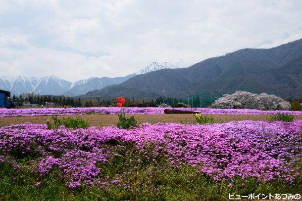 芝桜と桜