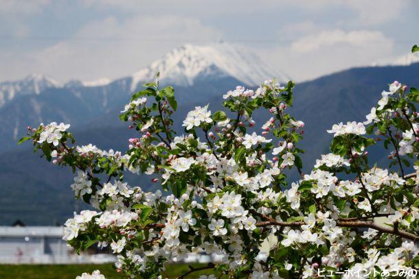 りんごの花満開