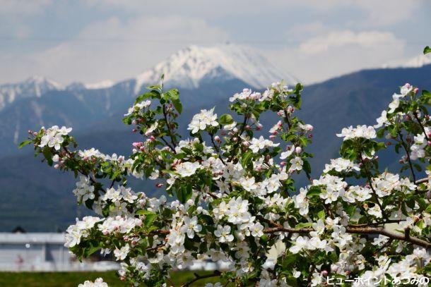 りんごの花満開