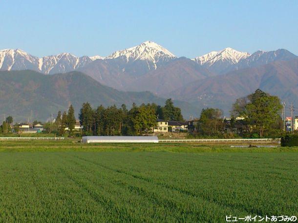 麦と屋敷林と常念岳