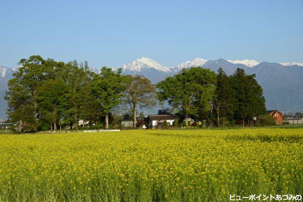 屋敷林と菜の花と