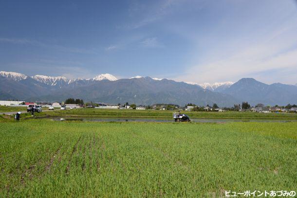 田植えの風景