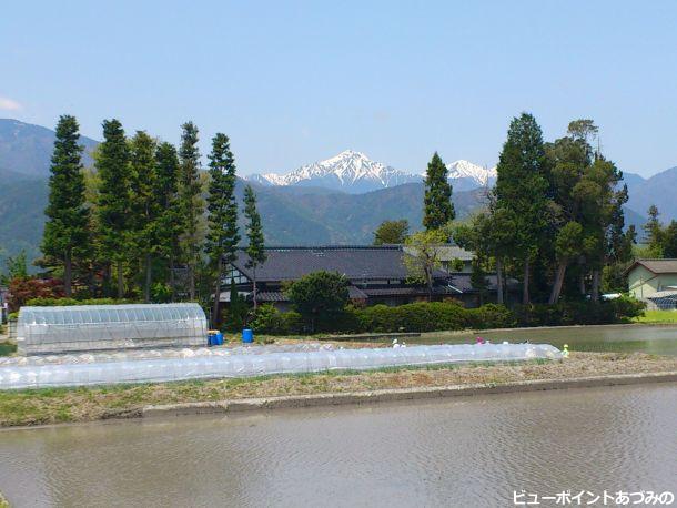 住吉の屋敷林