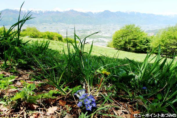 長峰山のリンドウ