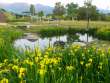 黄菖蒲の咲く池
