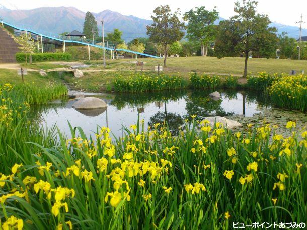 黄菖蒲の咲く池