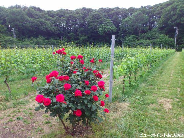 葡萄畑に咲く薔薇