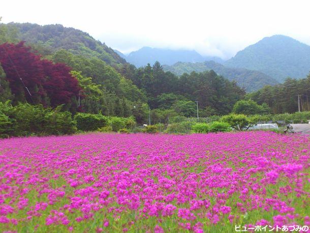 山麓の赤蕎麦畑