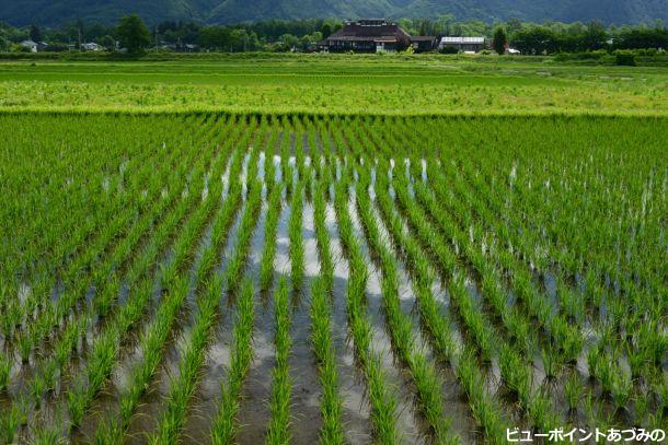 田んぼの中の白い雲