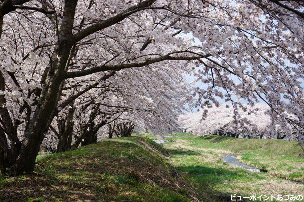 サクラ満開の黒沢川