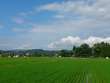 初夏の田園風景