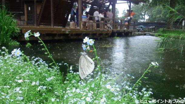 にわか雨をやり過ごす