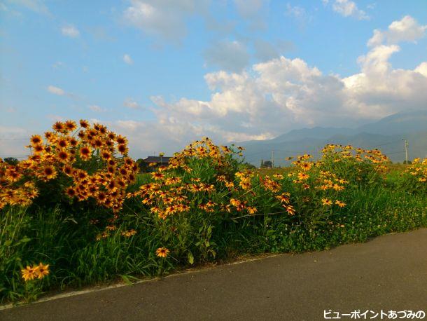 花咲く小路