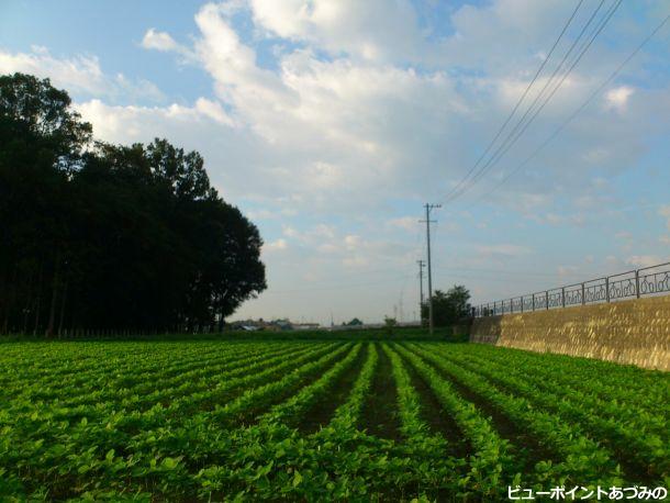 大豆畑と夏空