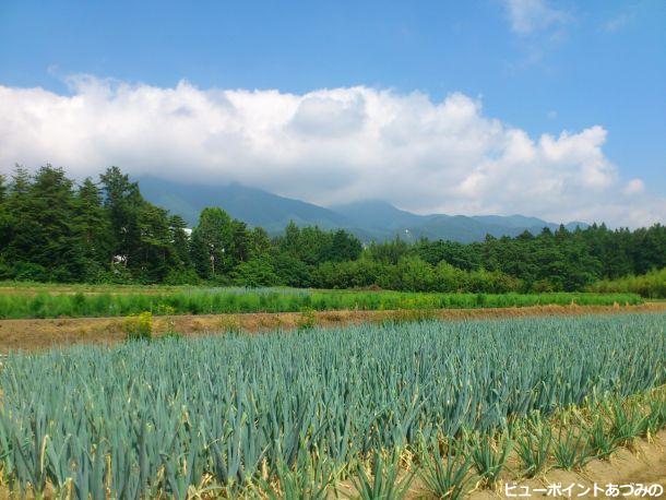 里山の葱畑