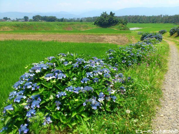 紫陽花の小路